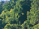 Mossman Gorge