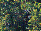 Mossman Gorge