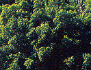 Mossman Gorge
