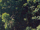 Mossman Gorge