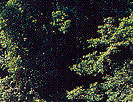 Mossman Gorge