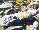 Mossman Gorge