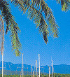 The Marina at Port Douglas