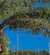 The Marina at Port Douglas