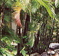 Pool view 1