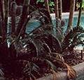 Pool view 1