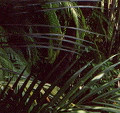 Pool view 2