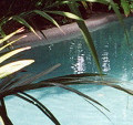 Pool view 2