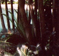 Pool view 2