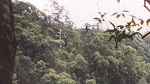 In the Rain Forest