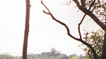 In the Rain Forest