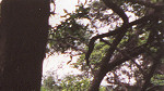 In the Rain Forest