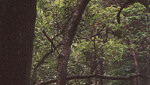 In the Rain Forest