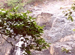 Waterfall in the Rain Forest