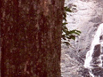Waterfall in the Rain Forest