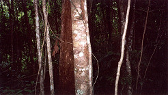 The dark heart of the Rain Forest