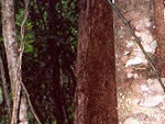 The dark heart of the Rain Forest