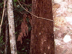 The dark heart of the Rain Forest