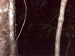 The dark heart of the Rain Forest