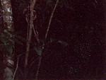 The dark heart of the Rain Forest