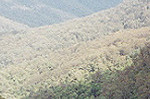 Valley in the Blue Mountains