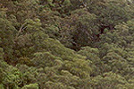 Valley in the Blue Mountains