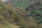 Valley in the Blue Mountains