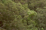 Valley in the Blue Mountains