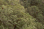 Valley in the Blue Mountains