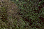 Valley in the Blue Mountains
