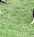 Sheila with Folly, Cello & Abi
