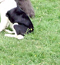 Sheila with Folly, Cello & Abi