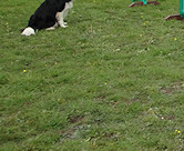 Good boy Elmo, waiting to go!