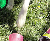 Molly on her way to say hello