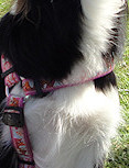 Molly