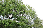 Practice stays - Summer, Misty, Carys, Tess, Rupert