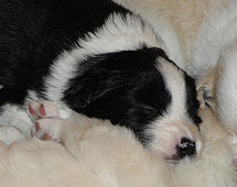 Jess at 3 weeks