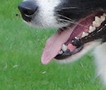 Jess at 20 months