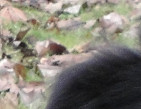 Teds, February 2010
