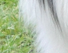 Bear, February 2010