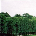 Versailles - The Grand Canal