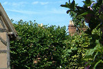 Hall's Croft