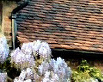 Wisteria on Nash's House