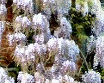 Wisteria on Nash's House