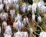 Wisteria on Nash's House