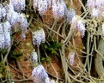 Wisteria on Nash's House