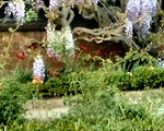 Wisteria on Nash's House
