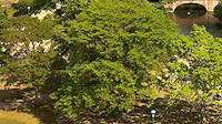 Clopton Bridge from the RST tower