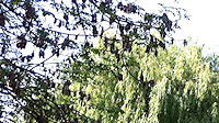 Riverside willows