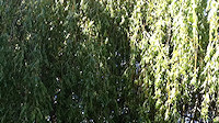 Riverside willows